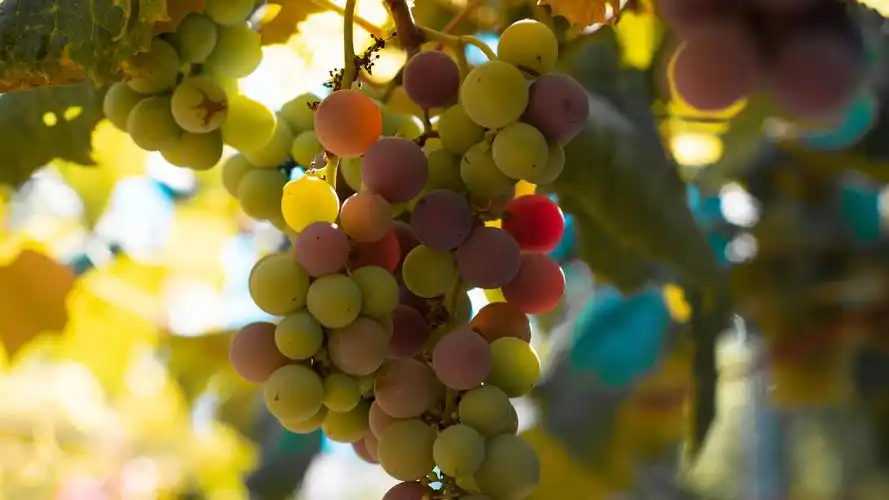 酸酸甜甜的葡萄图片桌面壁纸
