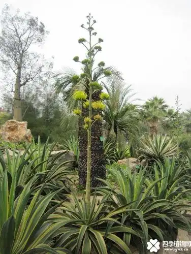 金边龙舌兰开花图片欣赏看到金边龙舌兰开花花是很难得的哦