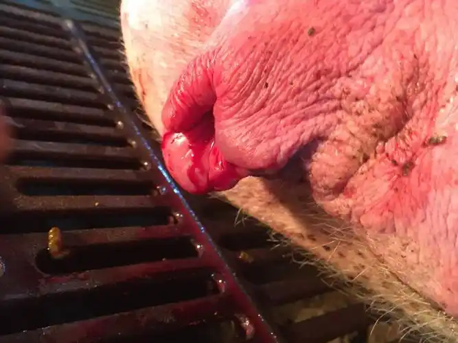 1 第一胎母猪产后的养护4.2.1.