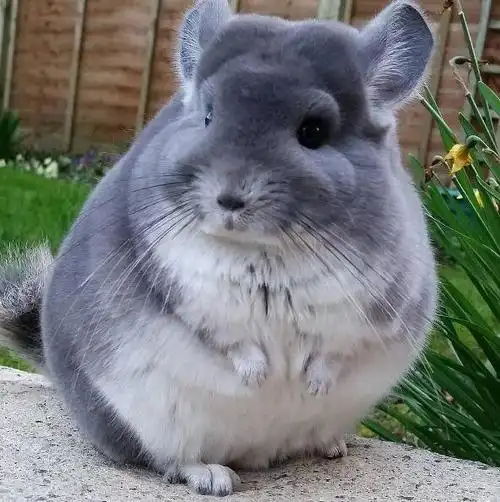 龙猫活物小型幼崽活体标灰紫灰米色婚庆公仔