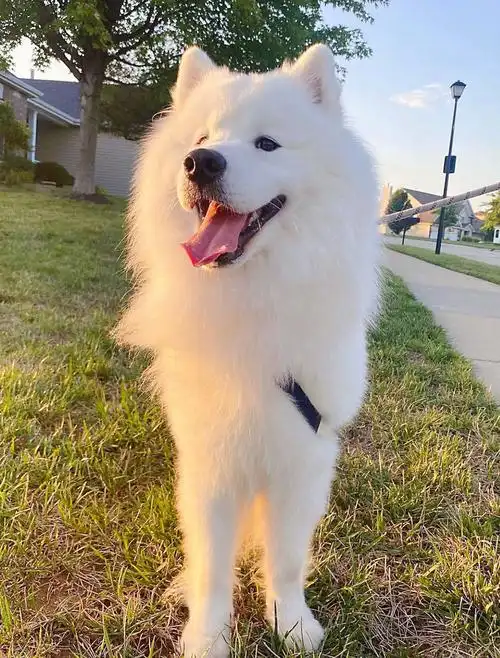 萨摩耶犬吃完零食秒睡的milo好可爱