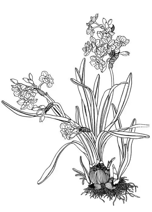 水仙水灵国画工笔传统线描图片临摹练习电子样稿白描