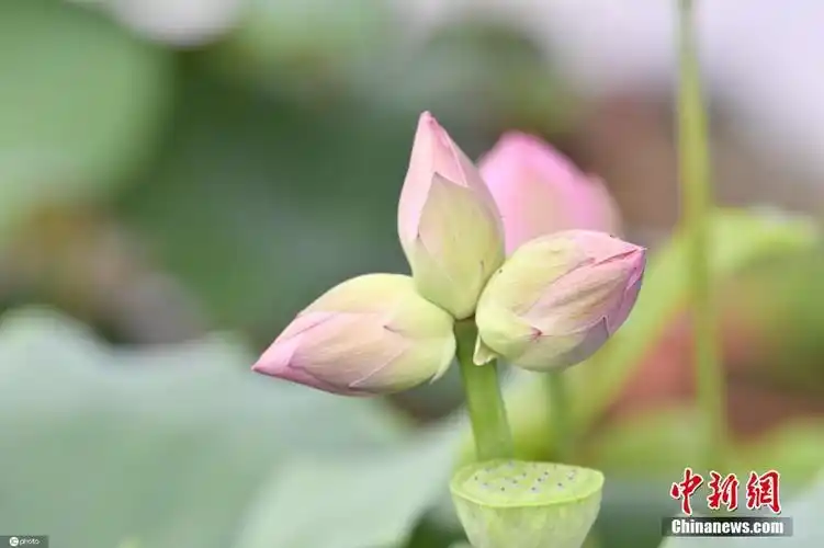 浙江天台发现一株三胞胎并蒂莲
