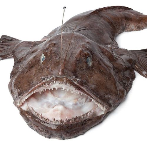 赛卡伊 新鲜美味安康鱼蛤蟆鱼大口鱼鲜活速冻安康鱼安康鱼活体安康鱼