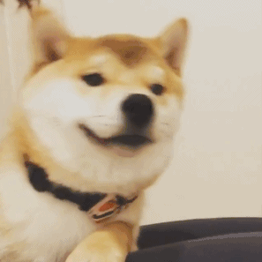 这个柴犬宝宝叫做kotetsu总觉得带着谜之微笑的英俊小生