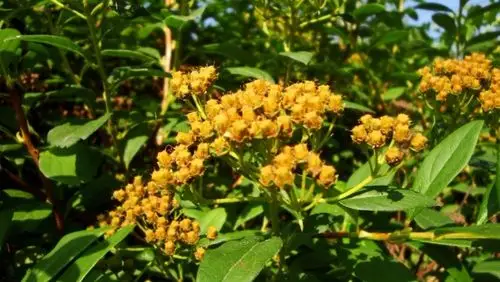 日月峡中草药:绢毛绣线菊