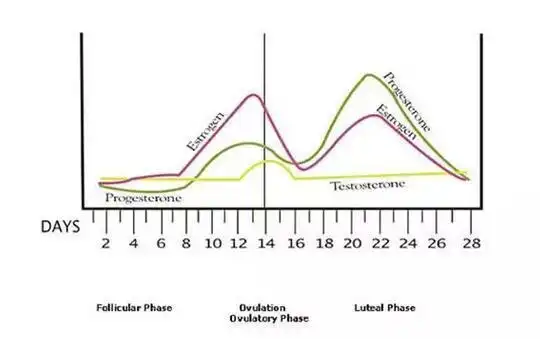 月经周期中女性雌激素,孕激素,雄激素的变化