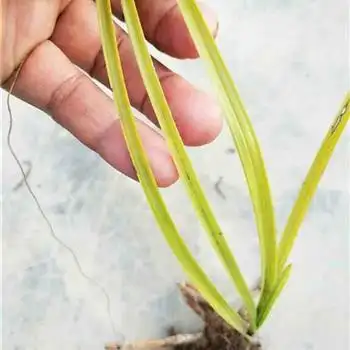 刚刚蕙兰金黄变艺草