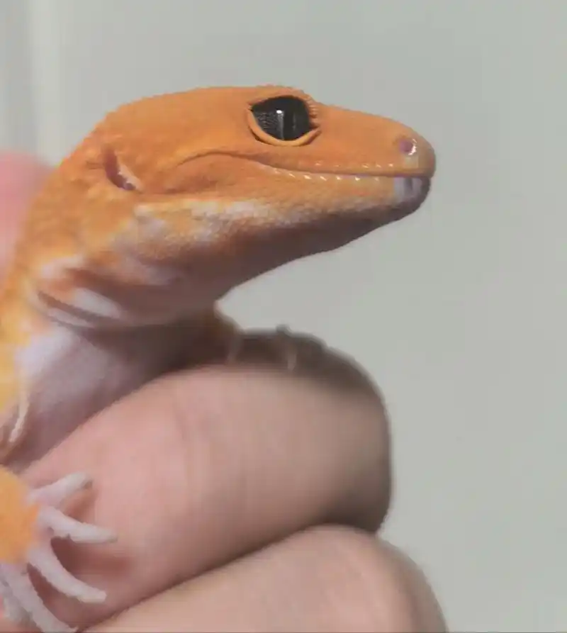 豹纹守宫的眼睛.每个宝宝的眼睛都有不同哦,普通眼,白化眼,日 - 抖音