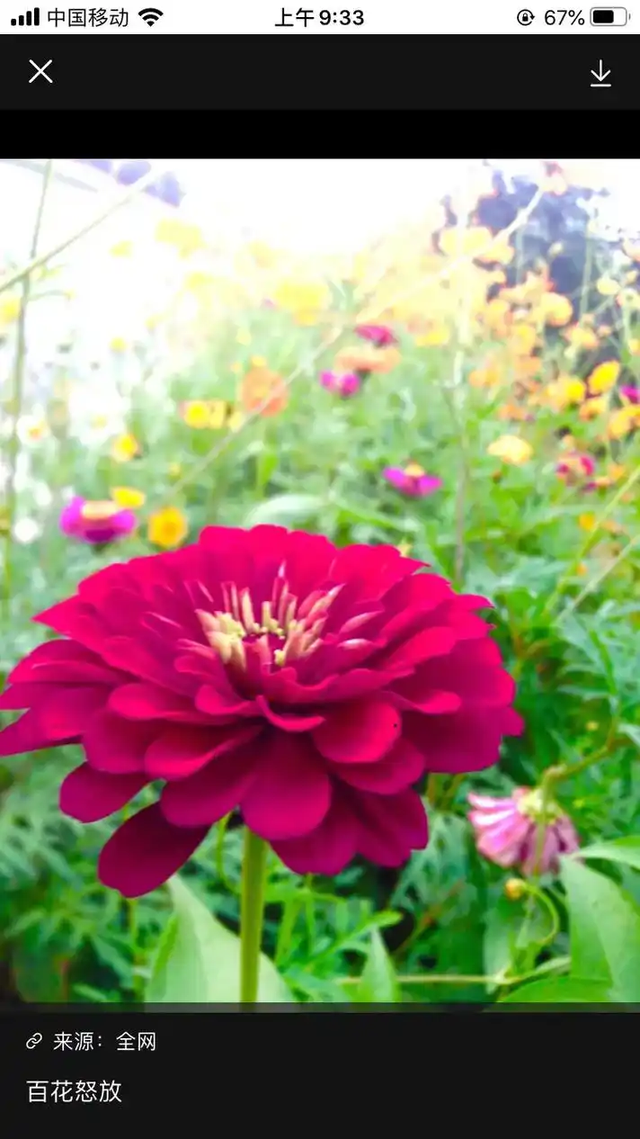 上午9:32 上午9:33 百花盛开总是春_唯美图片_fzl - 抖音