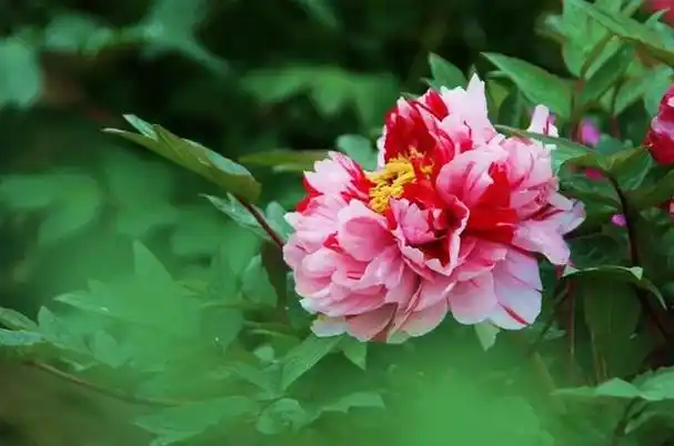 世界顶级牡丹花摄影作品欣赏