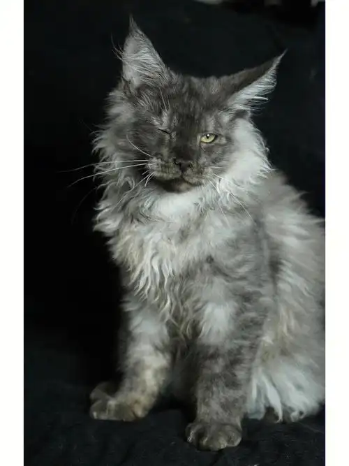 明码标价烟灰色缅因猫12w