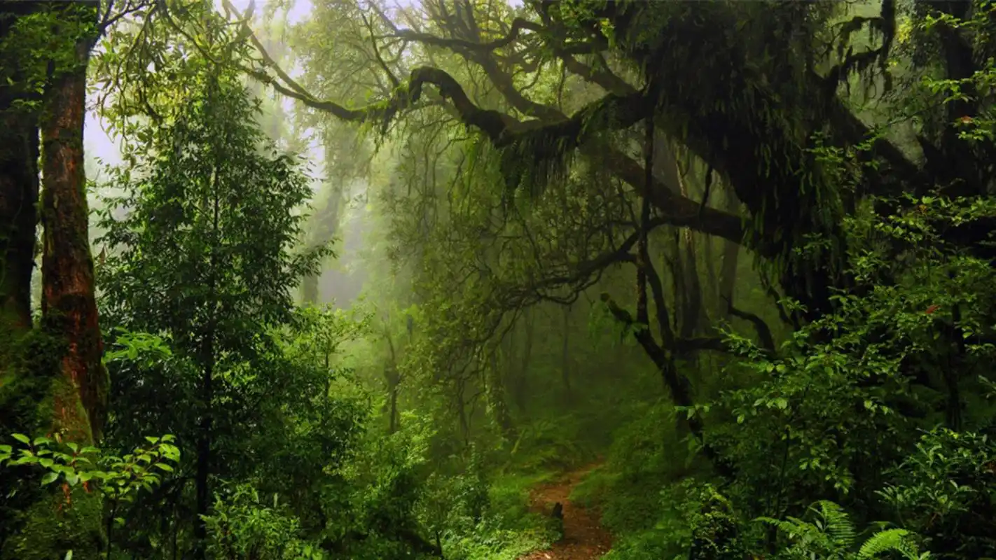 大自然唯美绿色高清桌面壁纸图片