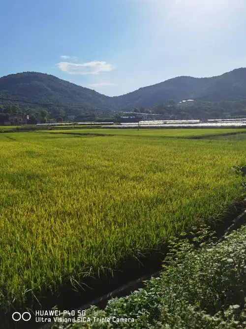 午间的农村稻田