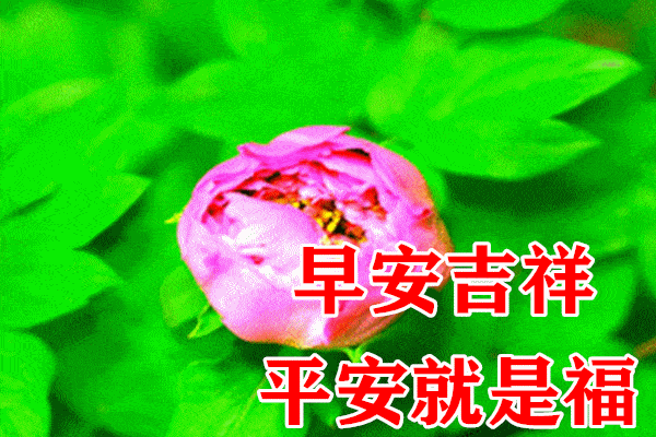 9月16日最漂亮早上好动态表情图片大全,早晨好动图美图大全