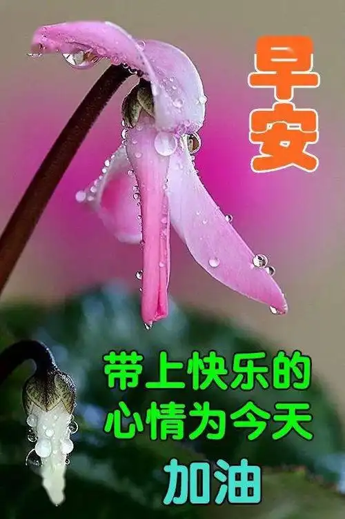 中老年早上好表情包,千好万好,平安健康最好!