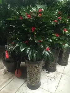 大连春天里花卉大型室内盆栽八方来财八角金盘聚财树招财进宝