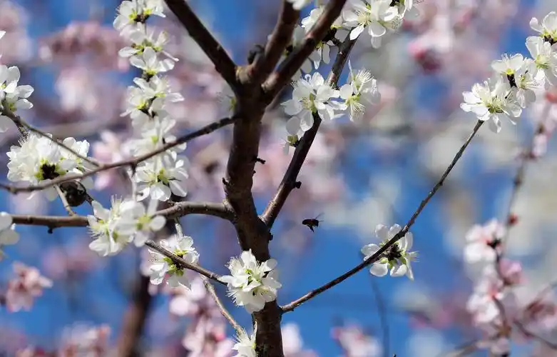 山桃花开遇见衡水最美的春天