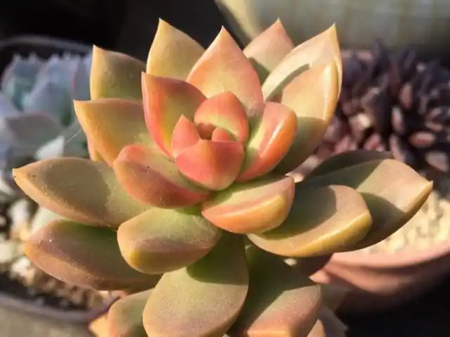 多肉大普货黄丽,也能养出金黄色的糖心,好养好上色,值得推荐