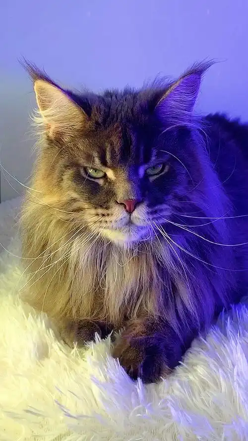 有被我家猫的眼神杀帅到吗?