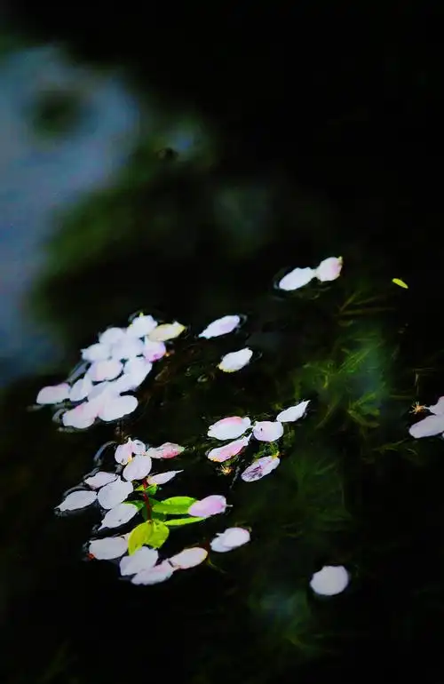 春天的杭州——花开时节动杭城,当时只道是寻常