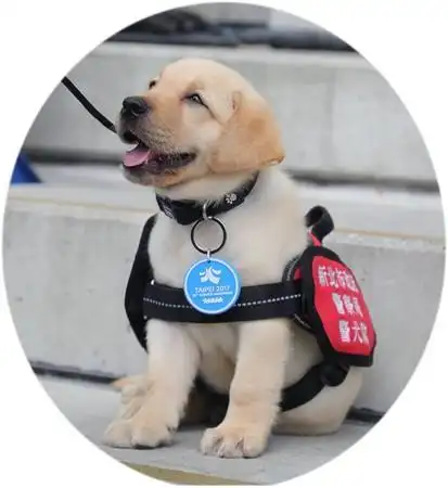 「地表最萌小警犬」福星呆萌挂世运牌 网大喊:好疗愈