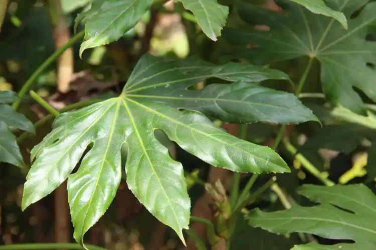 八角金盘的主要品种有哪些 - 花百科