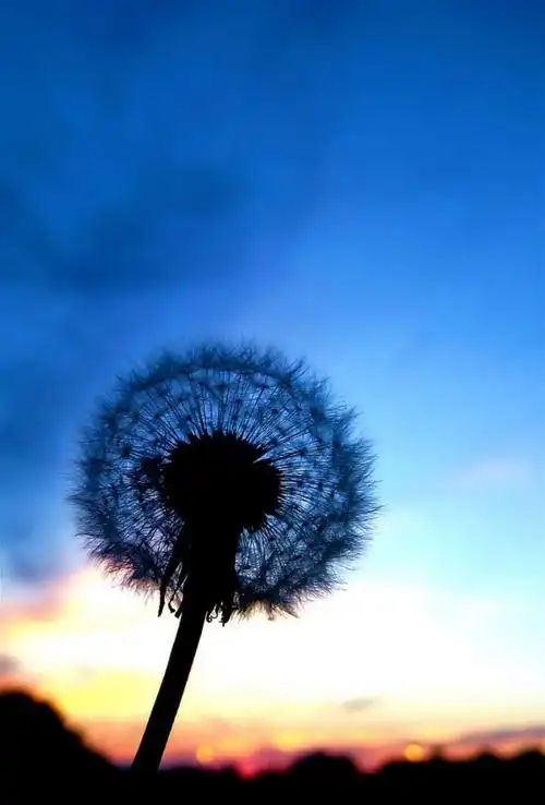 蒲公英.夜.飞翔. - 堆糖,美图壁纸兴趣社区