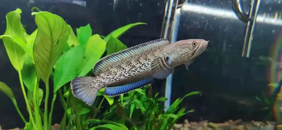 鬼王雷龙鱼苗巴卡二型蓝宝石幻蓝七彩奶茶火背酒红黄