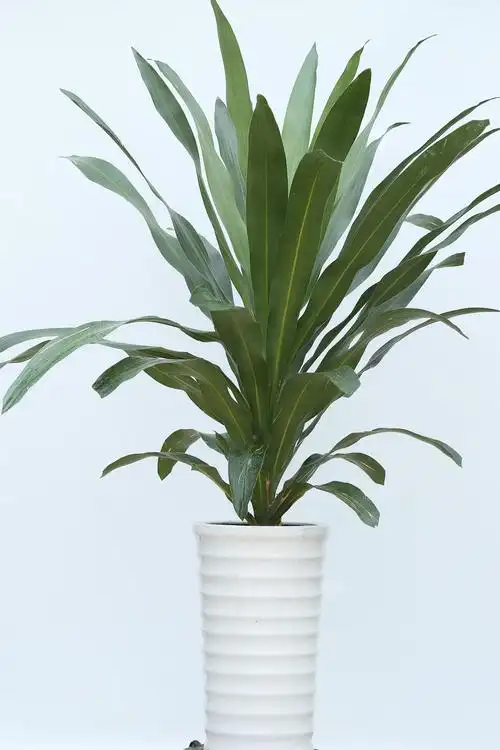 大型植物花卉—青苹果 **室内盆栽盆景