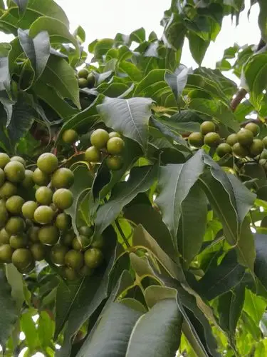 满树黄檗(东师大生命广场)