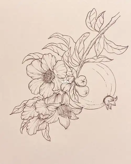 吃石榴的季节到啦,一起画石榴吧[拔草r]用的是针管笔02和005#画画的