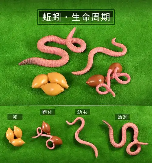 儿童早教仿真海洋动物玩具蚯蚓鳄鱼蜈蚣蜜蜂昆虫模型场景装饰摆件