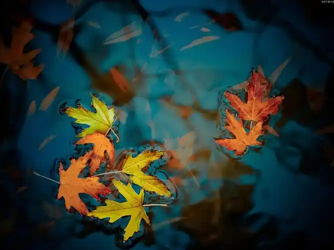 枫叶漂浮在水面上 640x1136 iphone 5/5s/5c/se 壁纸,图片,背景,照片