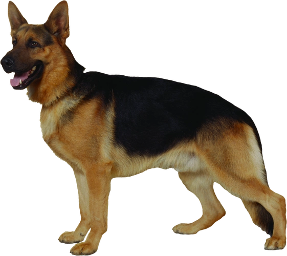 站立的狩猎大狼狗