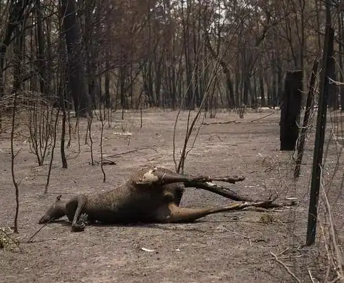 澳洲大火10亿生命死亡,令人痛心!_火灾