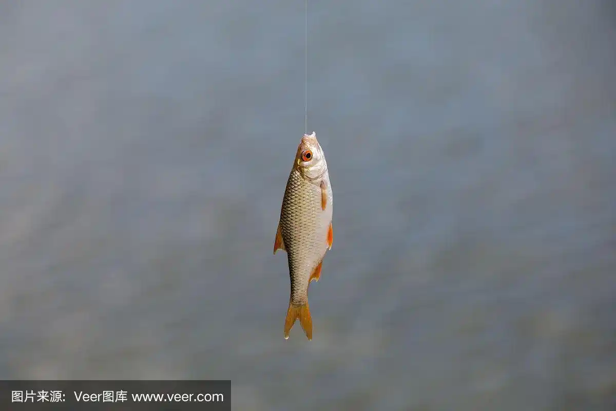 河边的湖里捉到的活小鱼.鱼挂在鱼钩和鱼线上,特写,选择背景.