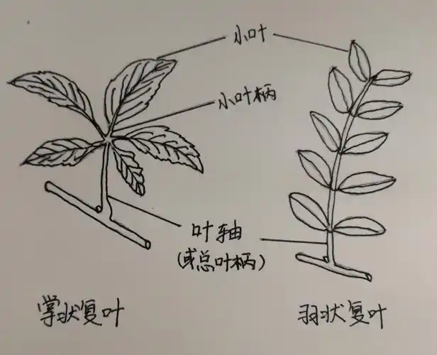 单叶和复叶