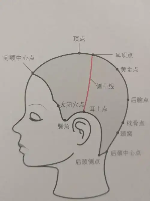 了解头部骨骼的基准点是基础修剪的第一步.