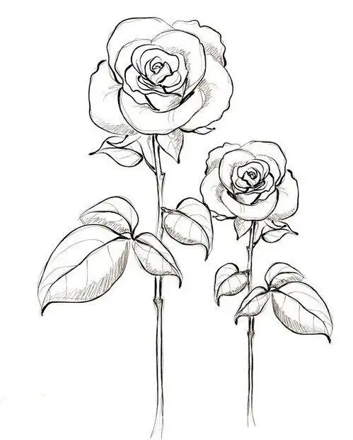 简单易学的玫瑰花简笔画的画法