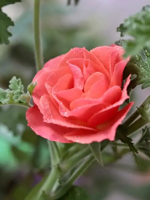 依偎在蚊子草怀里的红蔷薇不可辜负的娇嫩