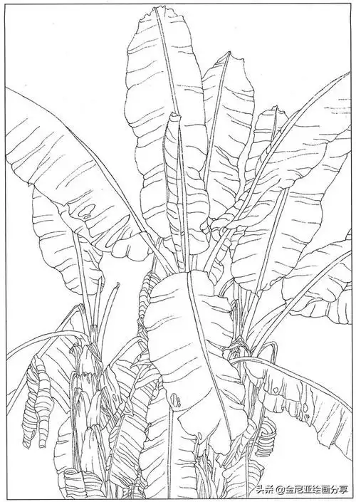 美术素描植物,芭蕉叶子 工笔白描,黑白线稿本站是提供个人知识管理的