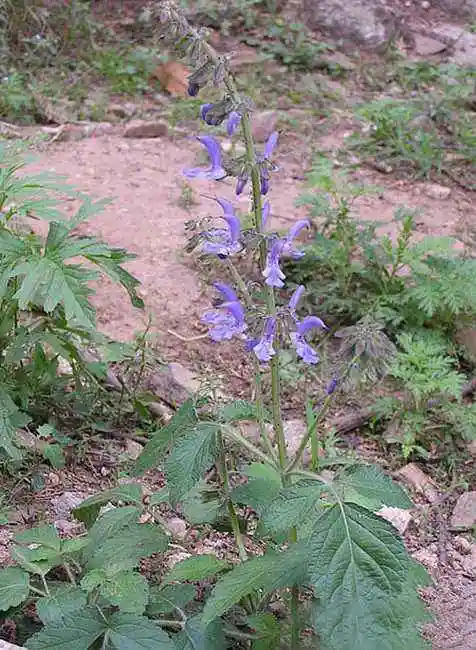 丹参长是什么样子