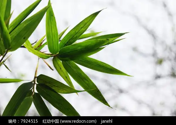 竹子的叶子