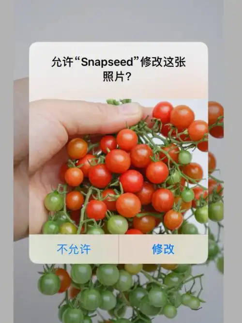 今年的番茄收成迷你番茄甜豌豆