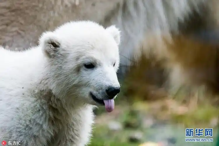 萌萌哒!德国慕尼黑北极熊宝宝动物园内玩耍