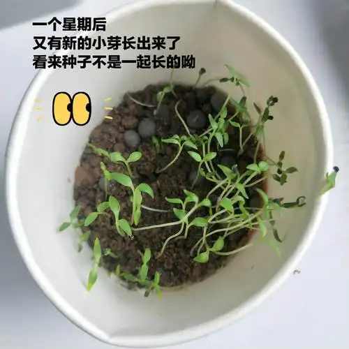 【包忠文】满天星的观察日志