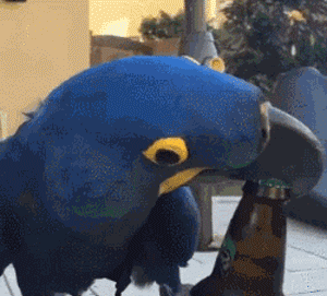 真逗厉害了萌宠笑死人搞笑gif动图_动态图_表情包下载_soogif