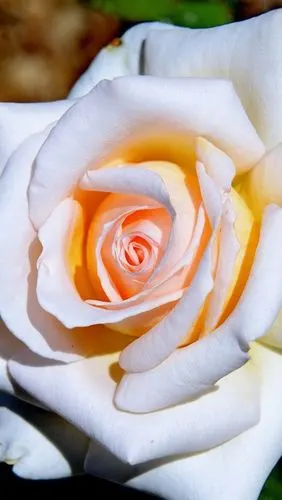 壁纸 白色花瓣玫瑰,阳光 1920x1200 hd 高清壁纸, 图片, 照片