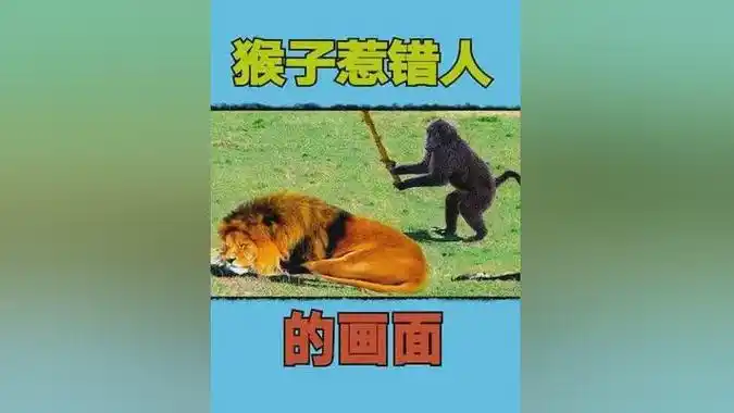 11个猴子惹错人的画面,找死猴子大胆用棍子戳狮子屁股?